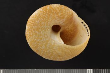 Media type: image;   Malacology 104554 Description: Dry shell;  Aspect: APO